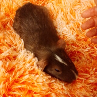モルモット男の子