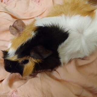 モルモット女の子