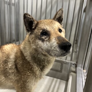 30日最終期限！長期放浪で収容された老犬です♀