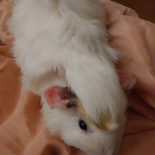 モルモット女の子