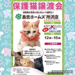 4月7日(日) 島忠ホームズ所沢店譲渡会！
