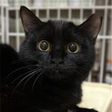 4/7赤羽保護猫譲渡会♡えまちゃん黒猫にゃん☆彡