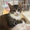 4/7赤羽保護猫譲渡会♡姫ちゃん甘えん坊です サムネイル4