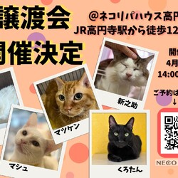 保護猫譲渡会@ネコリパハウス高円寺