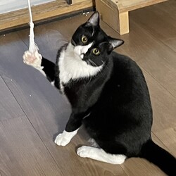 三重県桑名市4月14日(日)リトルパウエイド譲渡会 サムネイル2