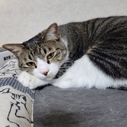 三重県桑名市4月14日(日)リトルパウエイド譲渡会 サムネイル3