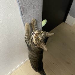 「コウちゃん、やっとメンテナンス」サムネイル3