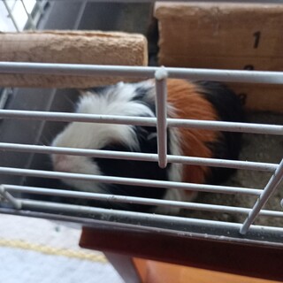 モルモットの里親を探しています。