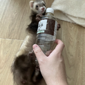 フェレット里親募集させていただきます。
