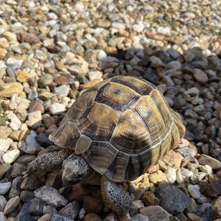 ギリシャリクガメ