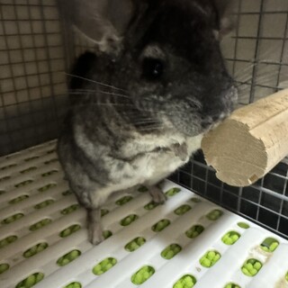 チンチラ ス　女の子　一旦受付終了