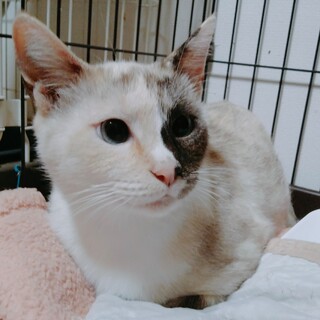 シャム系の個性的な柄の女の子♪