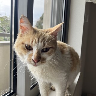 ダブルキャリアの懐っこい女の子