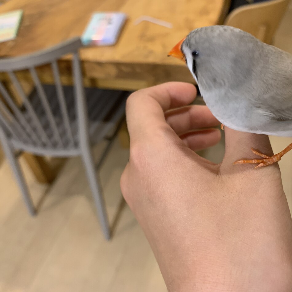 キカのカバー写真