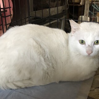 可愛いお顔の白猫　再募集