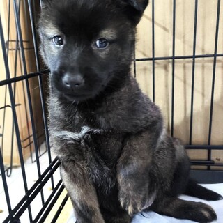 野犬の子♀元気な三兄弟のチビコ☆