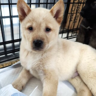 野犬の子♂元気な三兄弟のシロオ☆