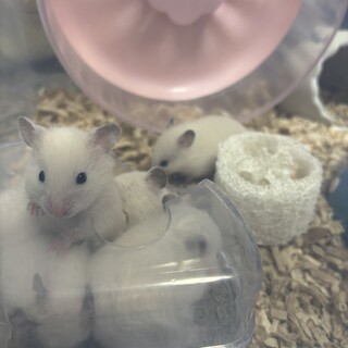 ハムスター赤ちゃん生後１ヶ月