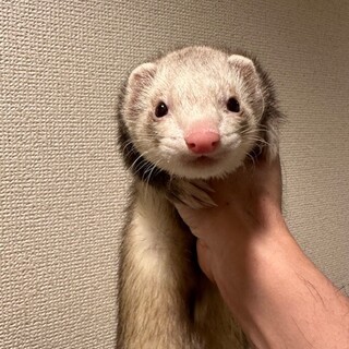 フェレットの里親をお願い致します
