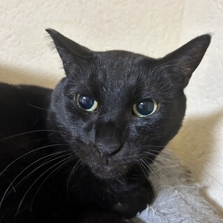 隠れん坊の達人〝クロくん〟です！