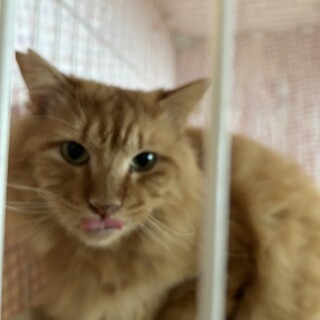 〝ガーフィールド君〟です♪