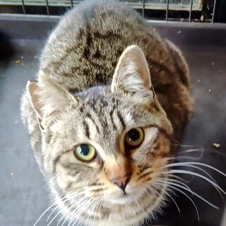 甘えん坊のしょうぺいちゃん♪一歳男の子