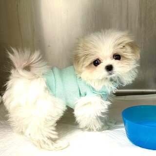 マルチーズ600gで手術を乗り越えた女の子