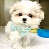 マルチーズ600gで手術を乗り越えた女の子 サムネイル2