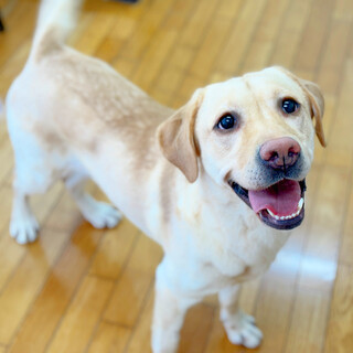 笑顔がキラキラ！元気いっぱいなラブちゃん♪