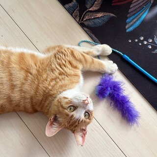 【一時停止】白ソックス毛並み◎茶トラ