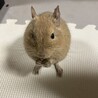 ぽんのう