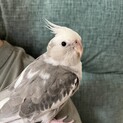 オカメインコホワイトフェイス2歳　里親募集