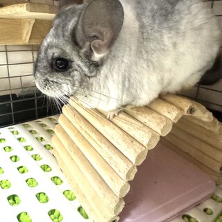 チンチラ パイド　女の子