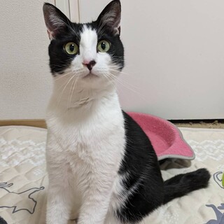 5/30有り難うございます、譲渡決定です。