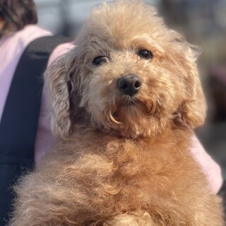 23-W404　初心者向きの可愛いプードル♪