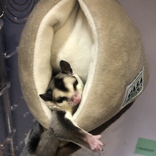 フクロモモンガ