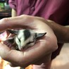 フクロモモンガ サムネイル2