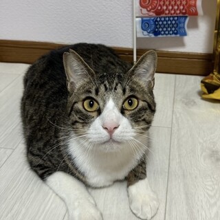 4/21譲渡会参加！元気いっぱいな甘えん坊