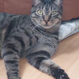 4/21譲渡会参加！優しくキジトラさん