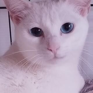 里親様とやり取り中