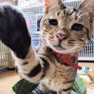 【ピンチ】おかげさまで里親さまが決まりました