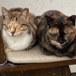 足に大ケガをしているミケちゃんと姉妹のサビちゃん