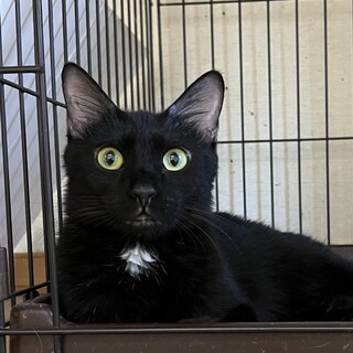 4/21譲渡会参加！ワンポイントがかわいい