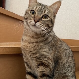 4/21譲渡会！　遊ぶの大好きピックちゃん