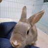 師走っこ２世さんちゃくん サムネイル3