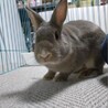 師走っこ２世さんちゃくん サムネイル4