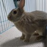 師走っこ２世さんちゃくん サムネイル5