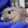師走っこ２世さんちゃくん サムネイル6