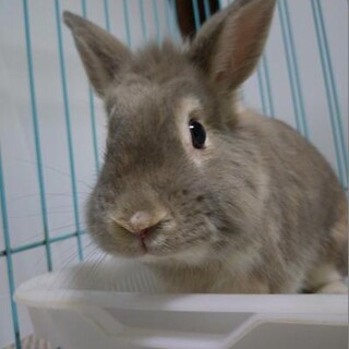 師走っこ【そうくん】都内の多頭飼育崩壊より保護