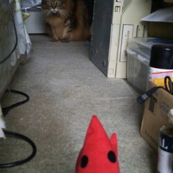 「エビのけりぐるみ、コワい！」サムネイル1